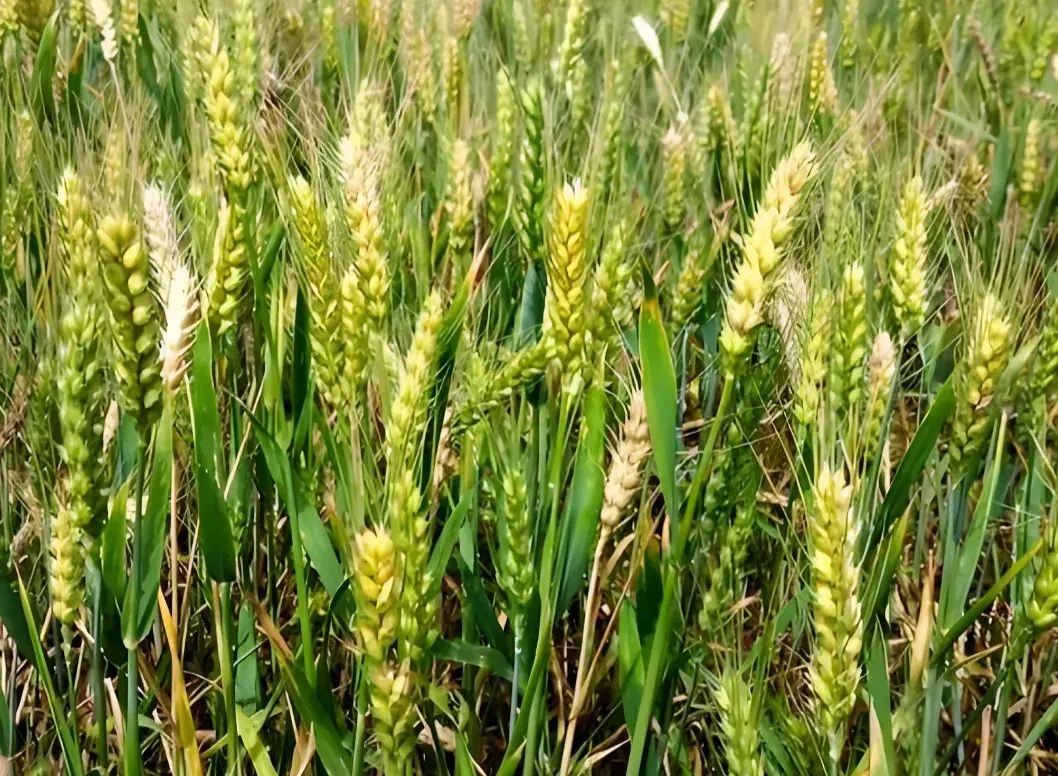 小麦扬花后多少天灌浆?抓住10-15天黄金期,做好4点管理,粒大饱满产量高 - 知乎