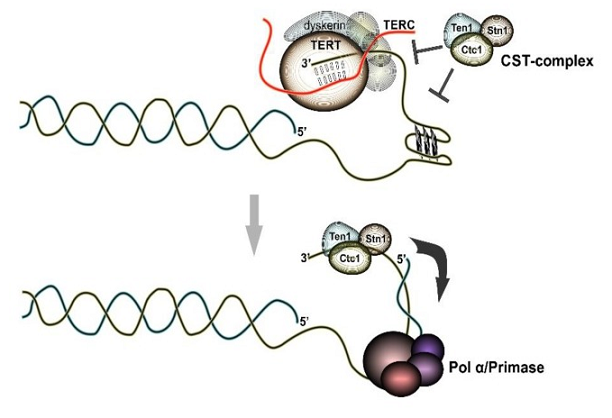 逆转录的过程与端粒复制 - 知乎