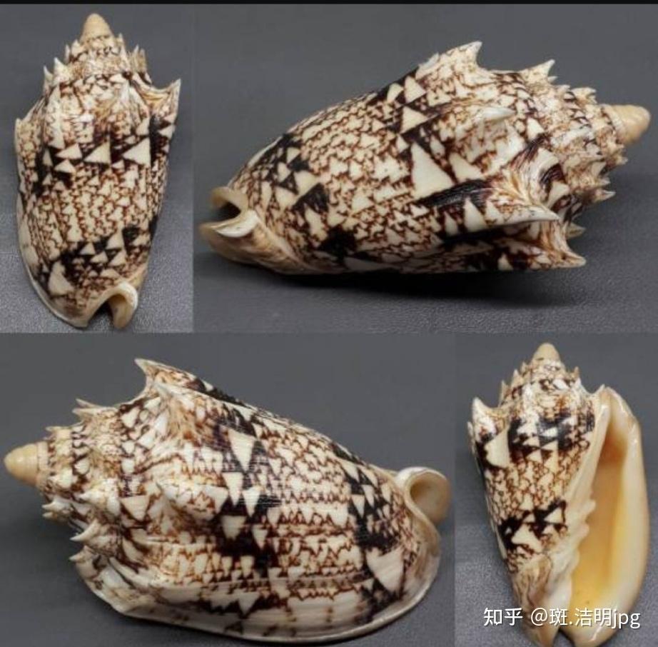 金口涡螺cymbiolachrysostomaswainson