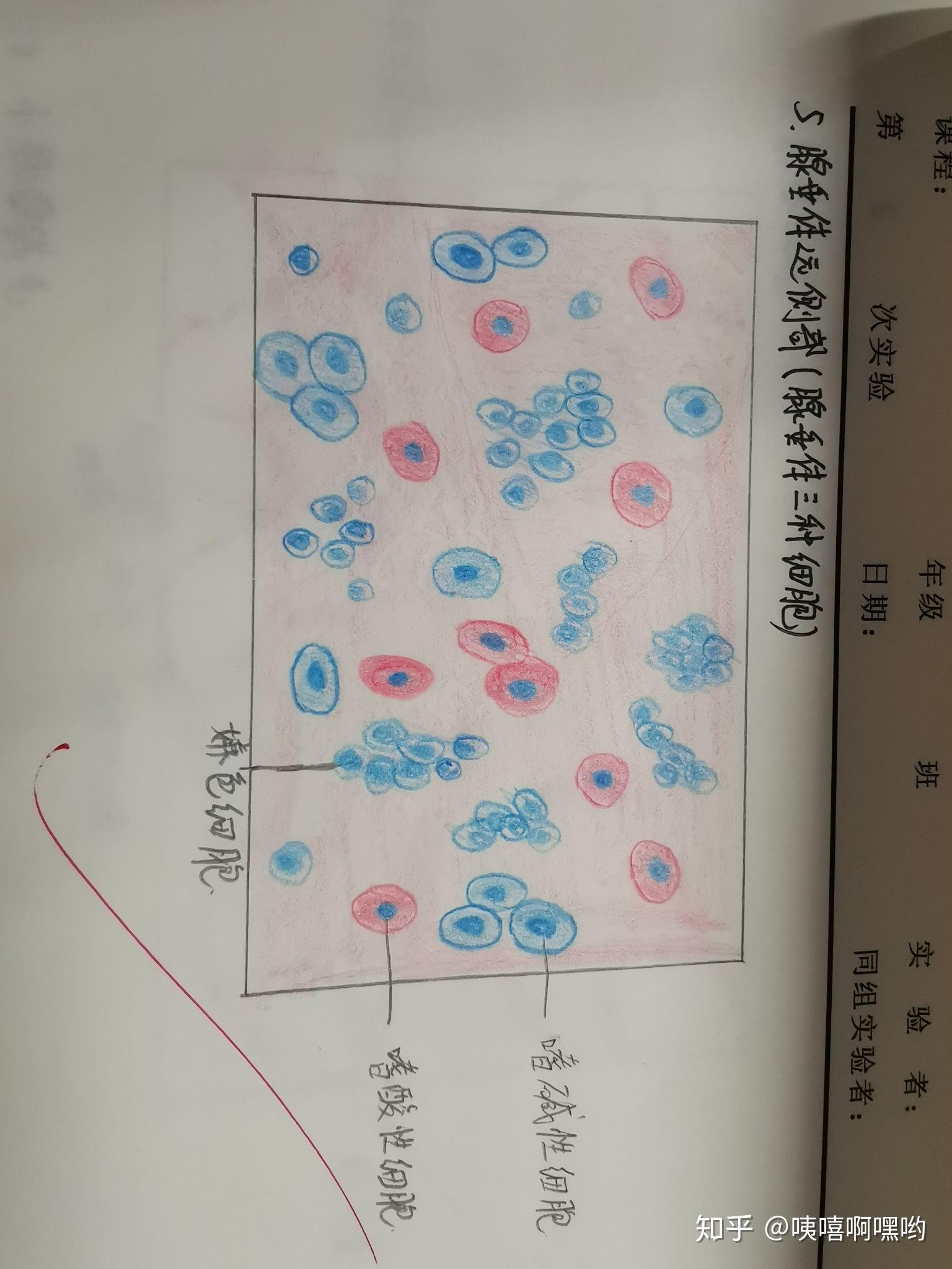 嗜碱性粒细胞手绘图片