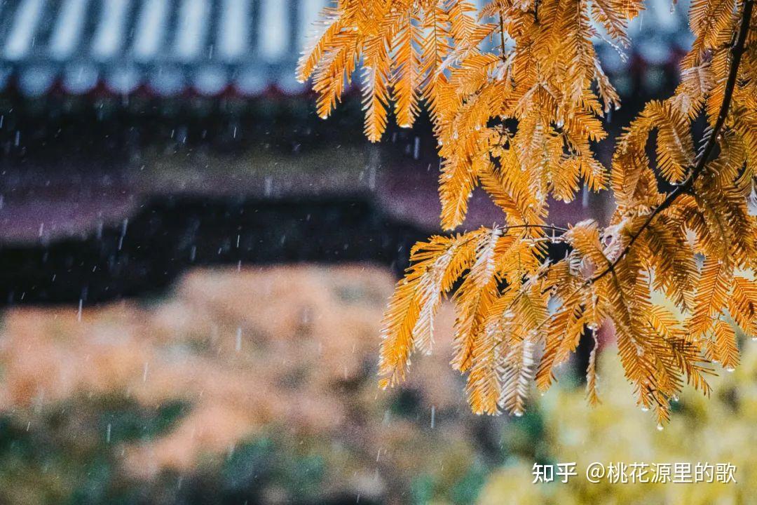 作文素材——关于秋雨最美的诗词 - 知乎