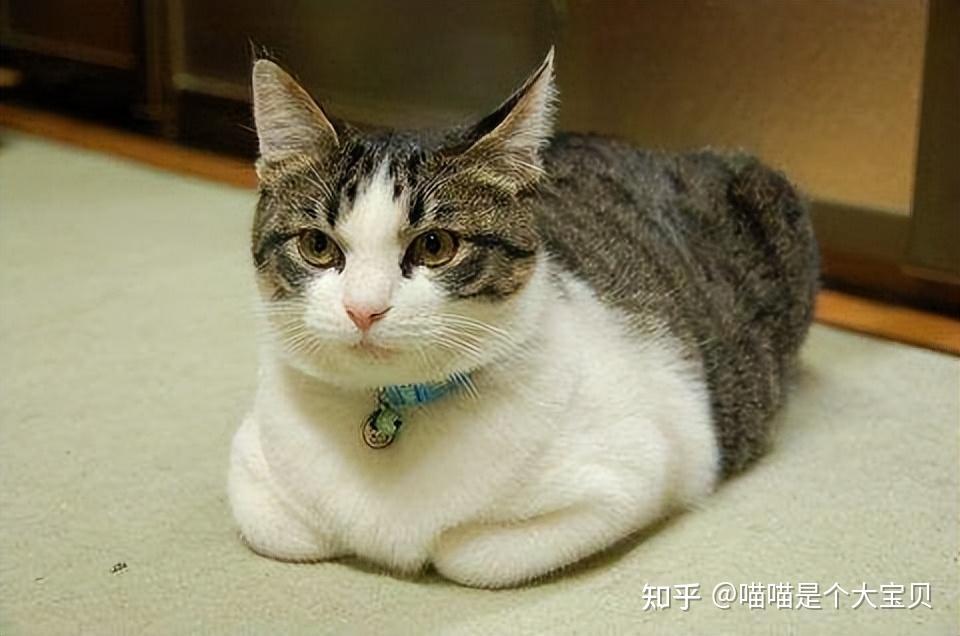 猫咪爱揣揣手，不是卖萌，是这几点原因 - 知乎