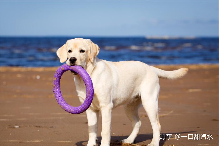 这些对主人忠心耿耿的大型犬,价格大概是多少?