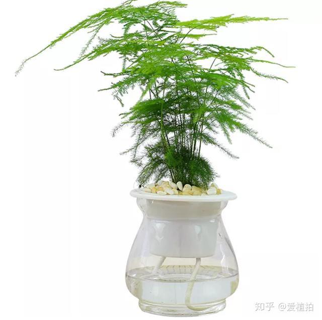 最適合懶人水培植物不僅顏值高還超級好養活