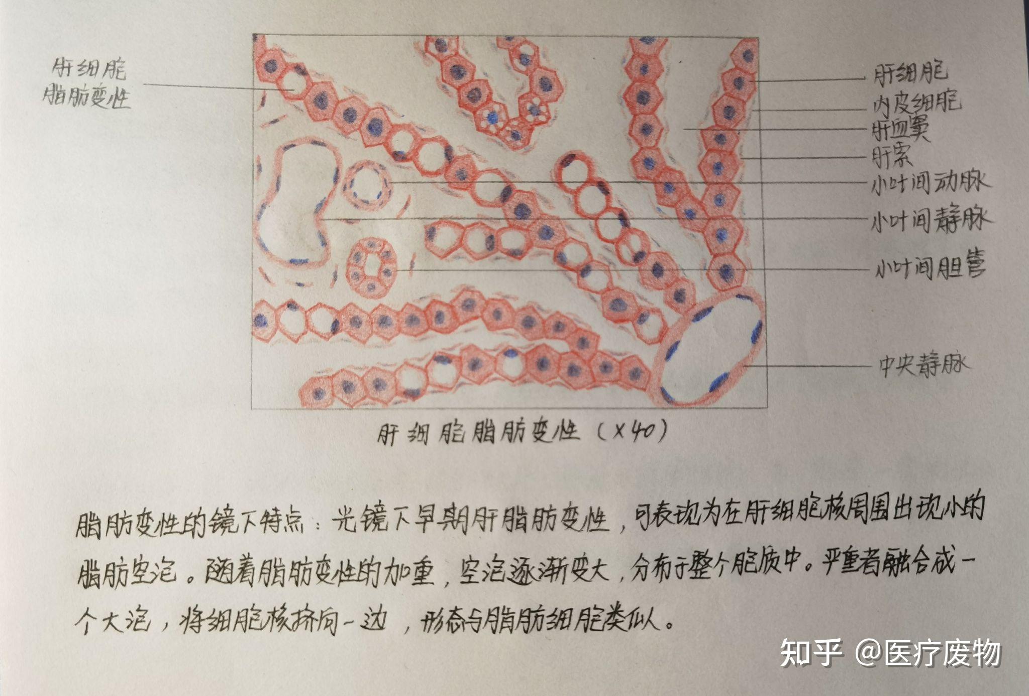 病理切片绘图 - 知乎