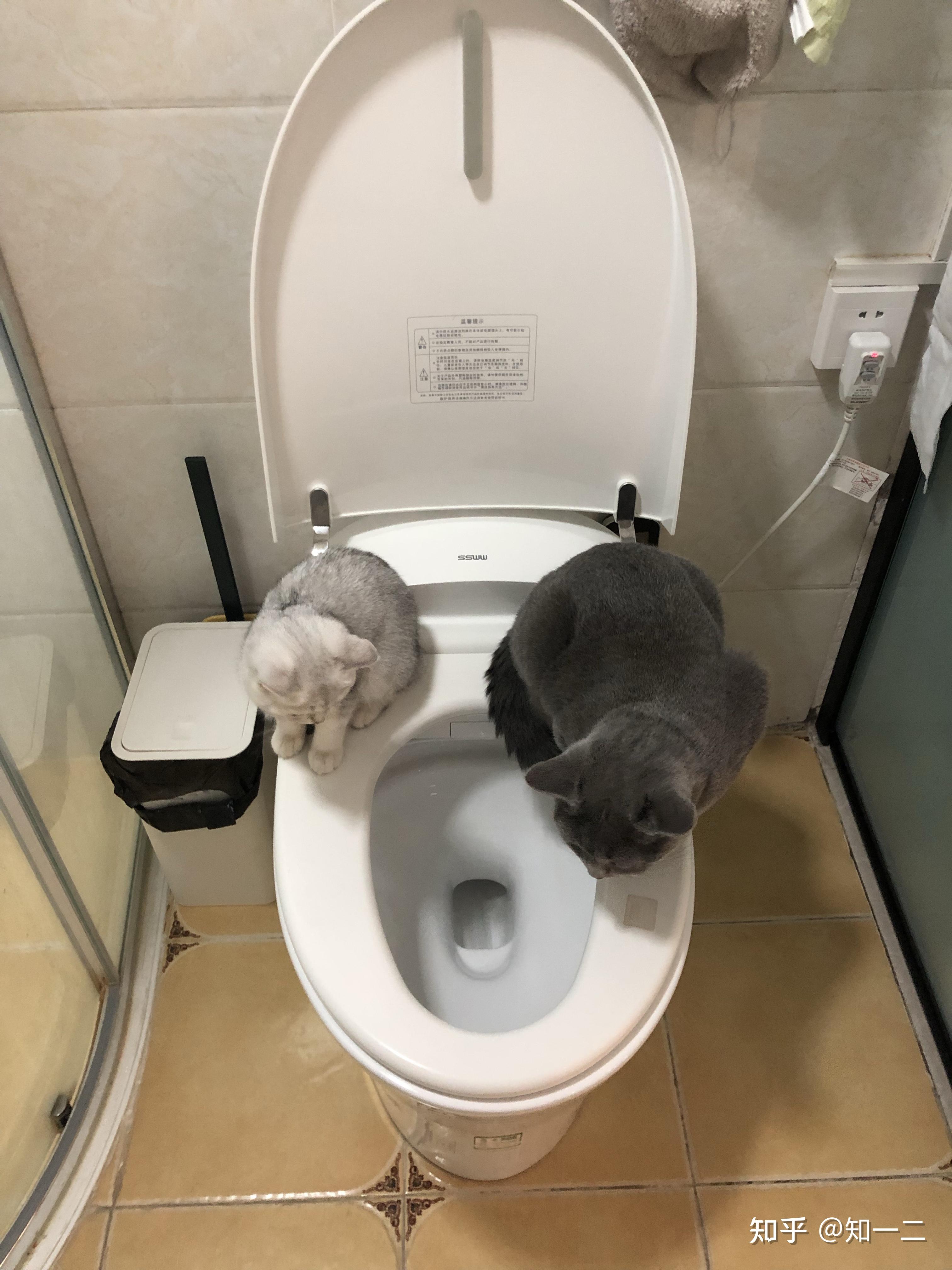 猫马桶训练器 猫咪坐便器 猫厕所垫可放猫砂盘坐便训练器宠物用品-阿里巴巴