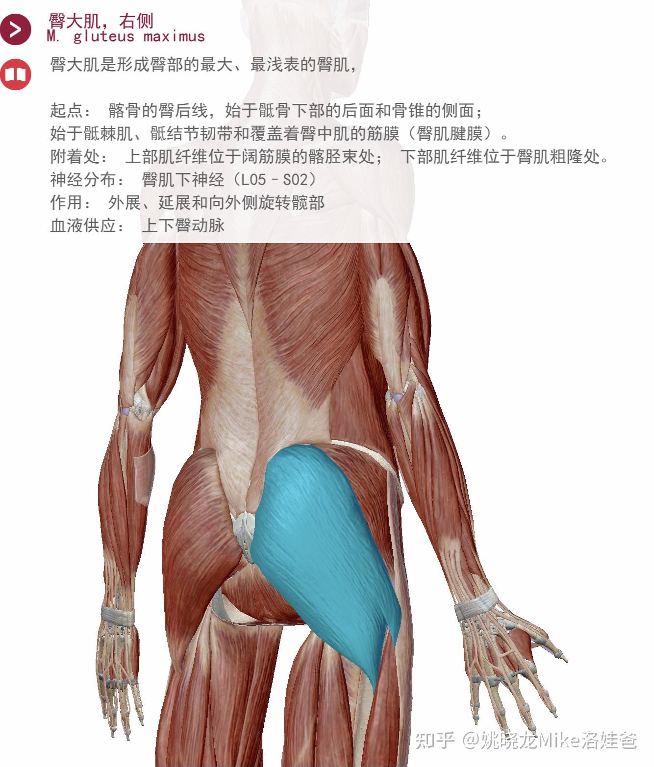 臀部屈肌图片