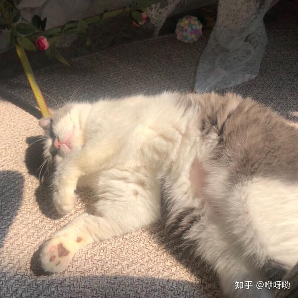 猫传腹中药秘方_猫传腹吃中药能痊愈吗_治猫腹水最快的偏方