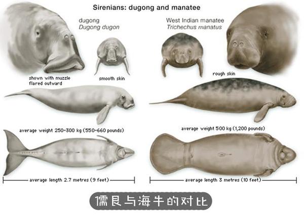 为什么海洋生物大多是食肉动物 很少见到海洋食草动物 知乎