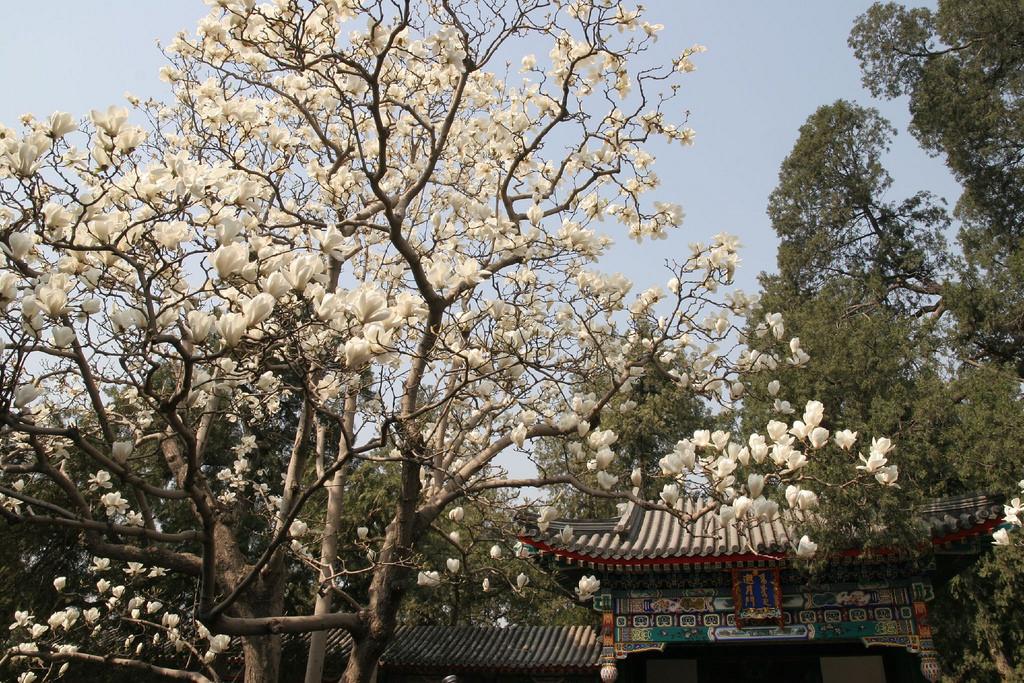 三月观花指南 - 知乎