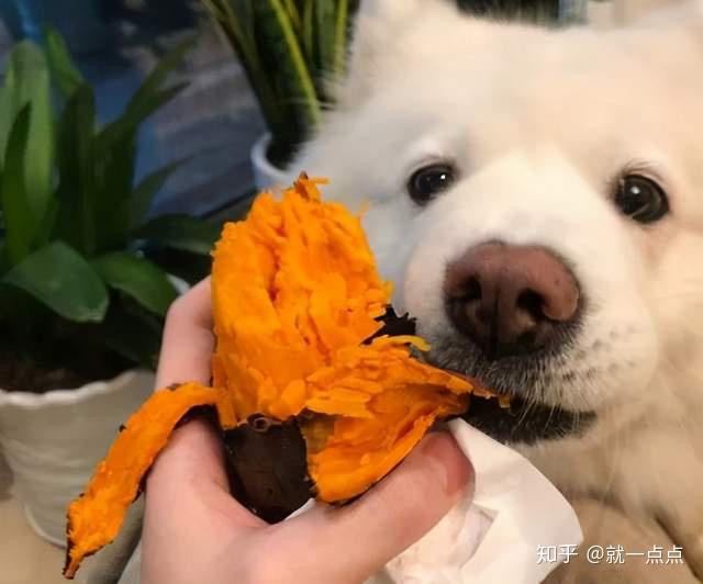 这7种食物是狗狗的最爱看到都要流口水了