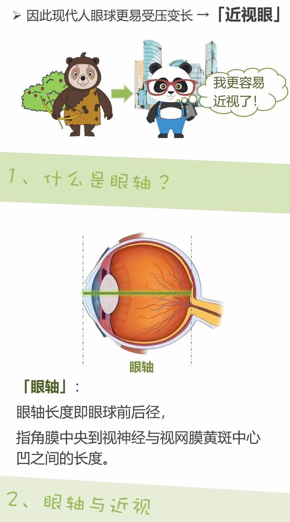 眼睛轴距图片