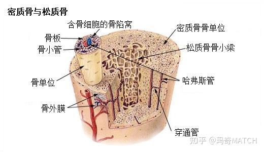 岩骨在哪里图片