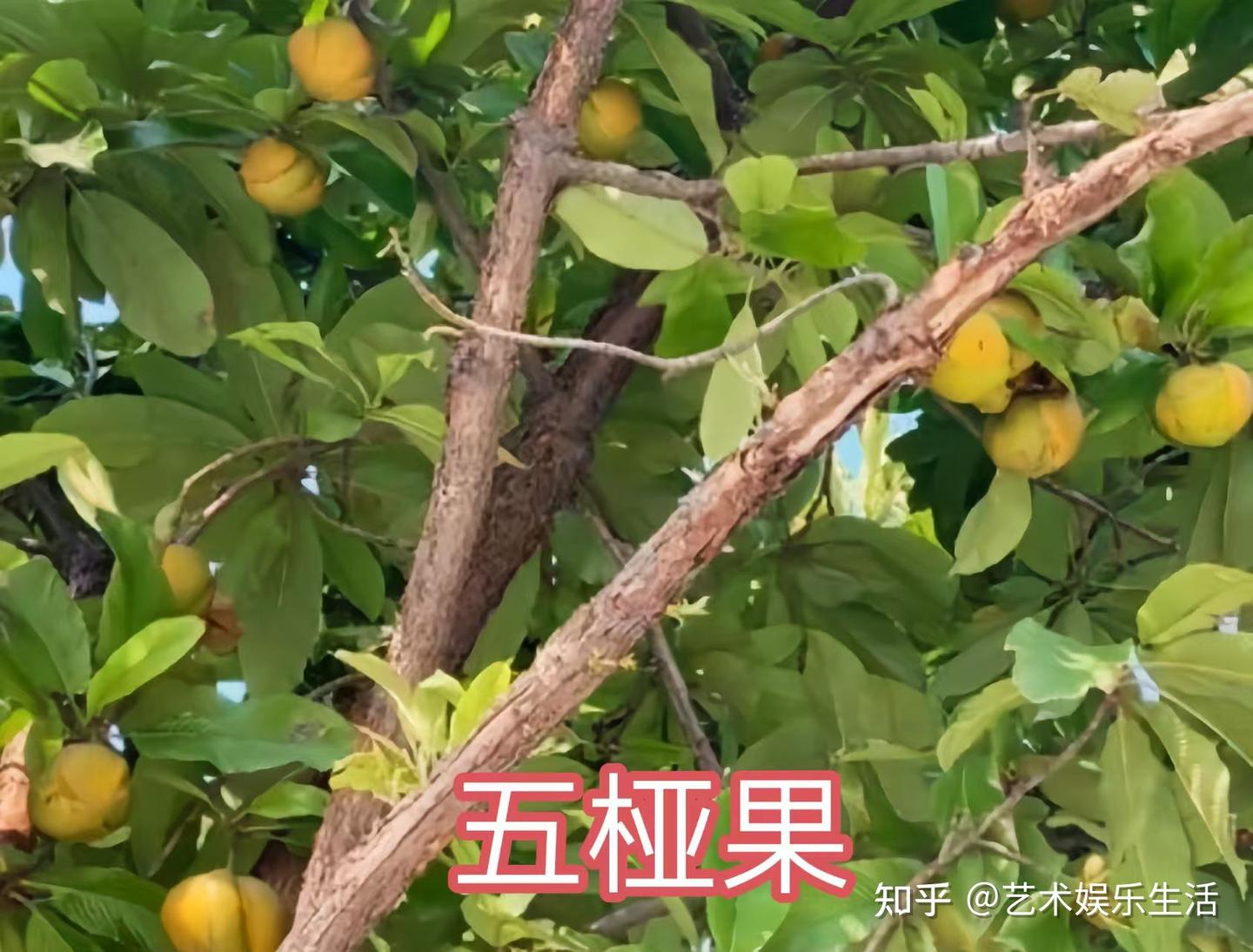 五桠果科的6种代表植物 - 知乎