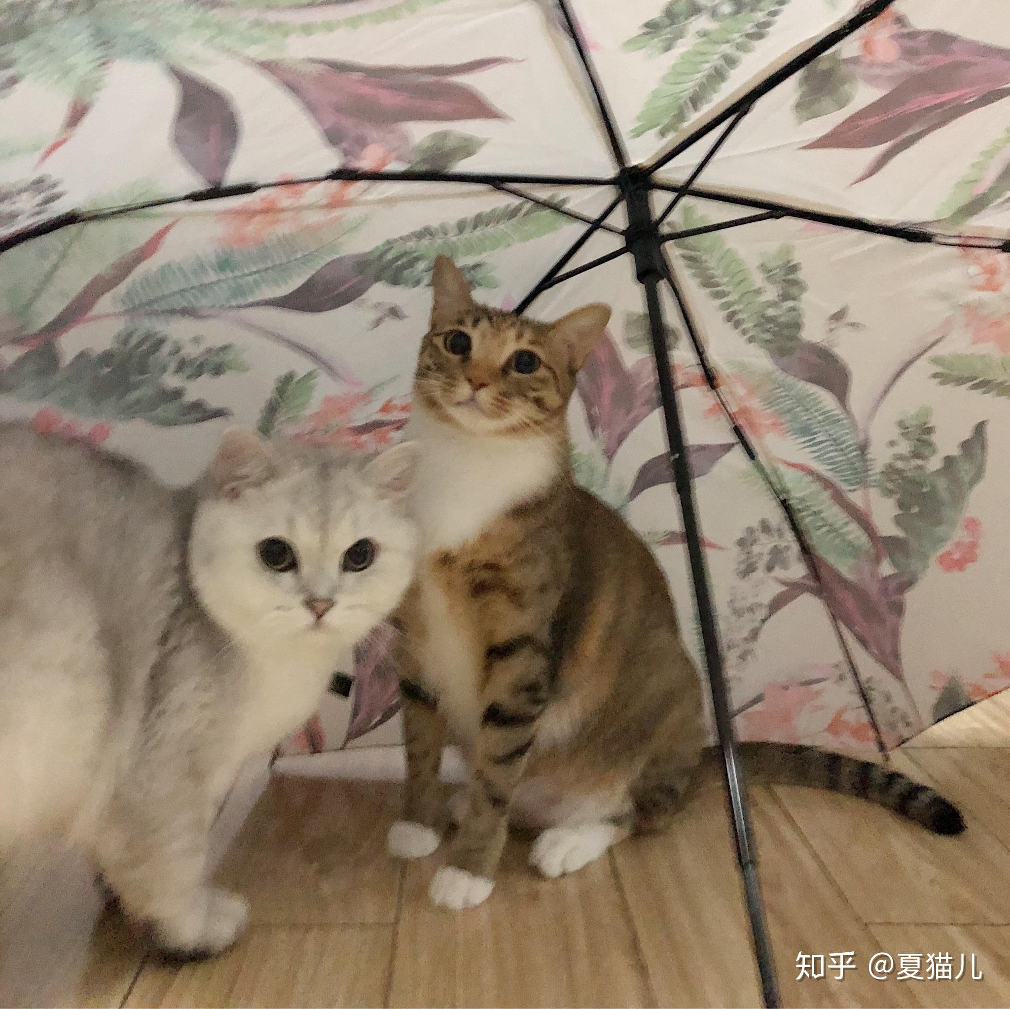 小母猫内衣_小母猫(2)