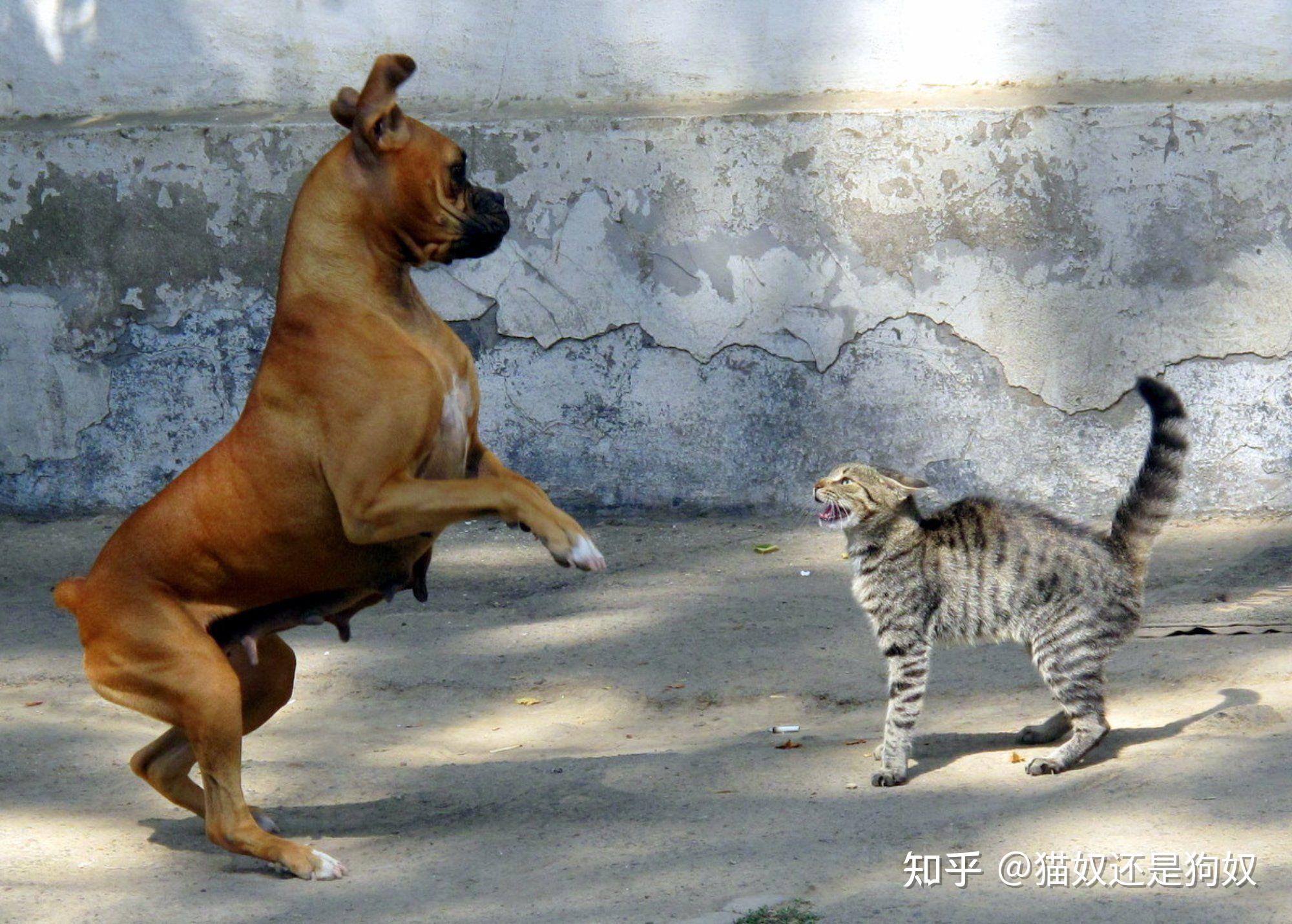 猫和狗天敌图片