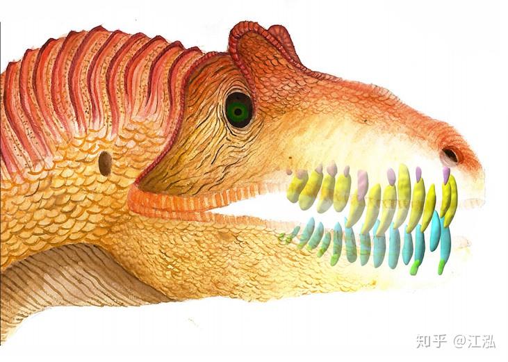 古生物學家發現這種食肉恐龍兩個月換一口新牙