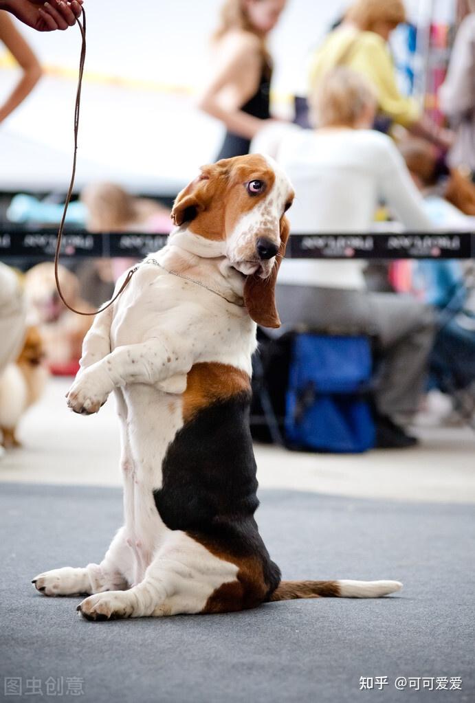 狗狗这5个动作代表什么?可能只有资深铲屎官才懂!