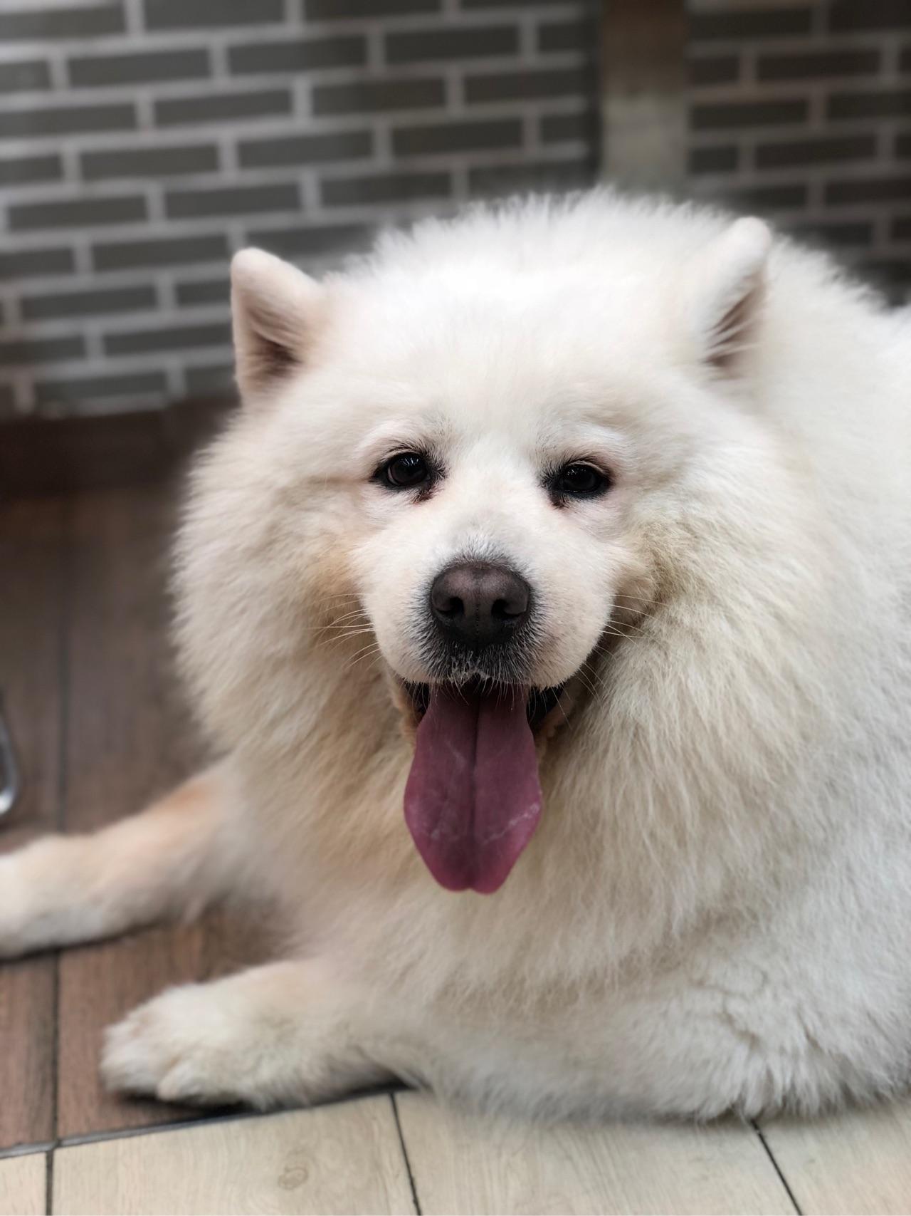 初入知乎晒只肥胖萨摩耶