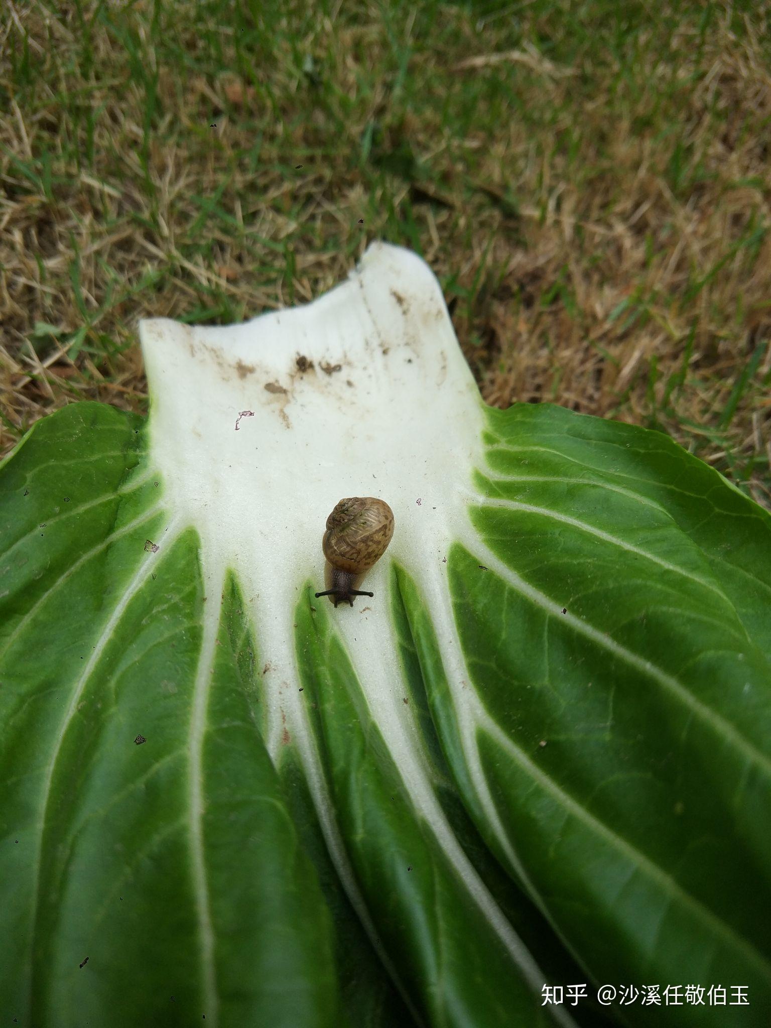 原创伯玉纪年2019年一只神奇的小蜗牛