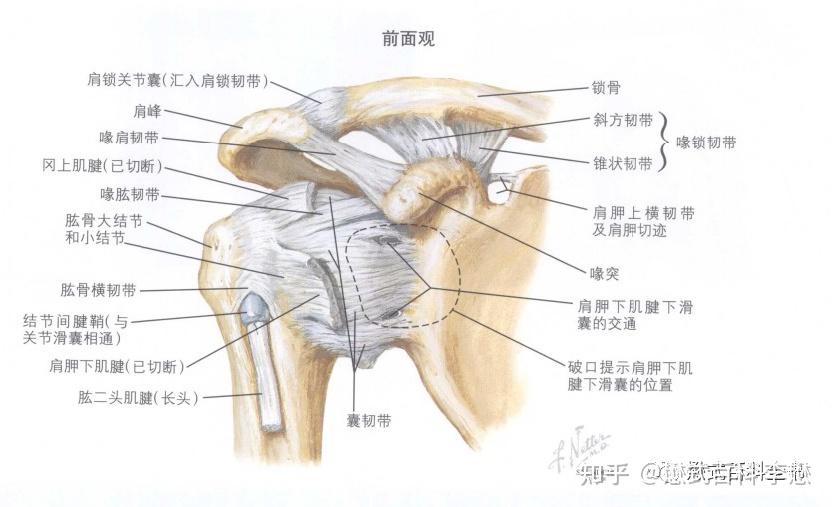 肩部肌肉ct解剖图图片