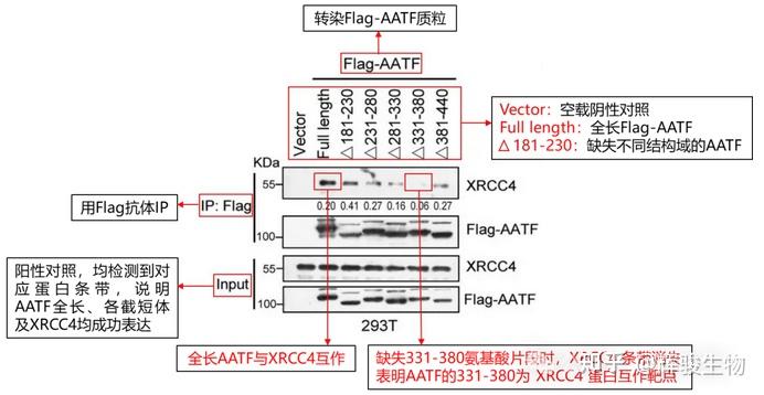 Co-IP实验结果总被审稿人质疑?Nature级CoIP实验流程+文献分析方法,帮你轻松应对 - 知乎