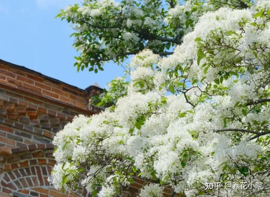院子里栽上5种“花树”,开花似“瀑布”,漂亮又壮观 - 知乎