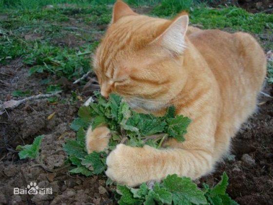 猫界大麻 让猫咪感到快感的猫薄荷 知乎