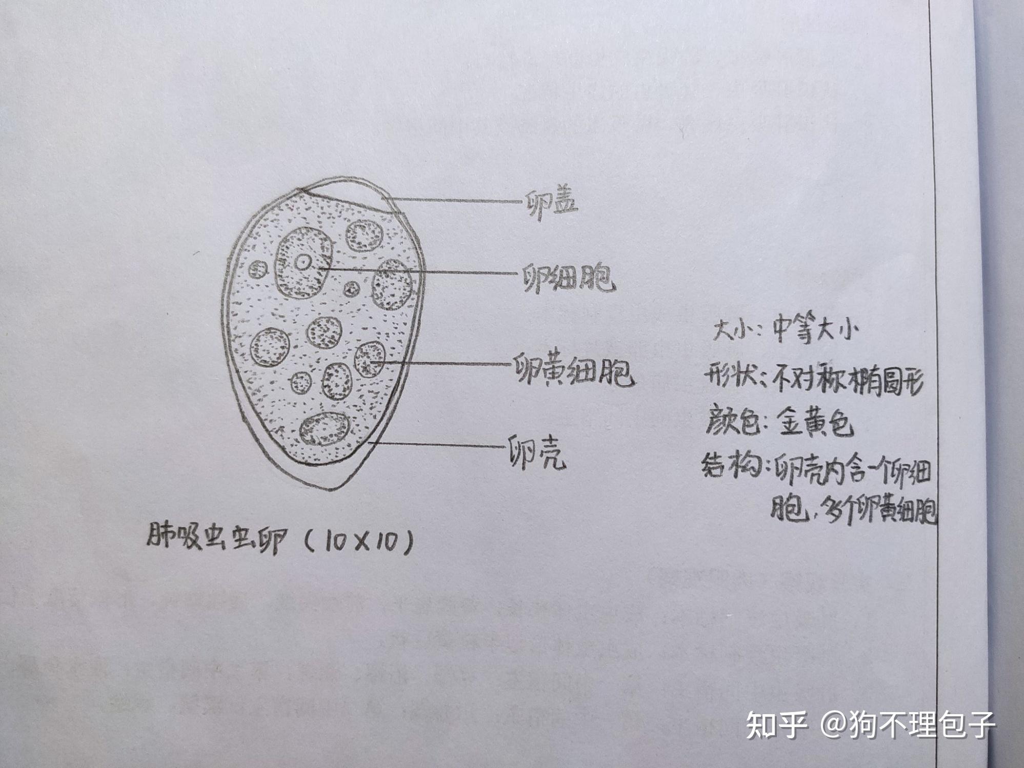 肝片吸虫虫卵手绘图图片