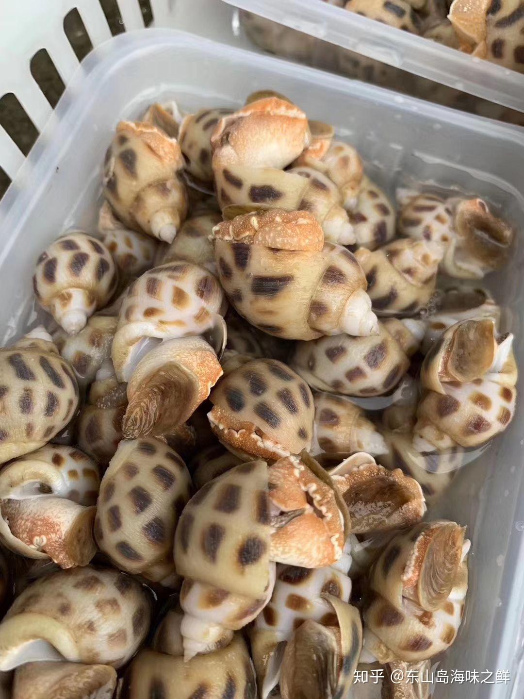 东山岛野生海鲜小香螺白灼炖汤都不错