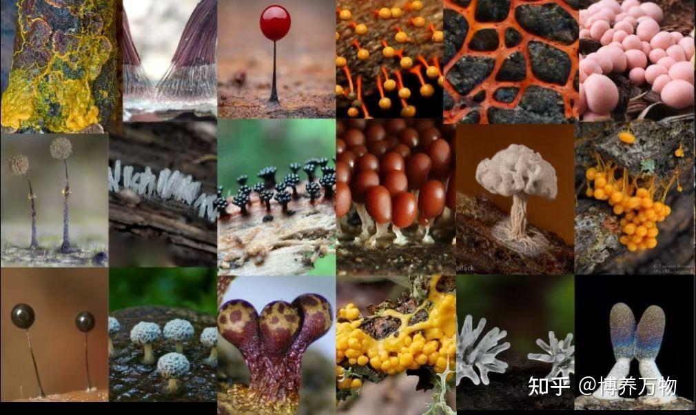 【古菌域全系列6】槽虫类:扯扯真核生物那些古老且冷门的界 - 知乎
