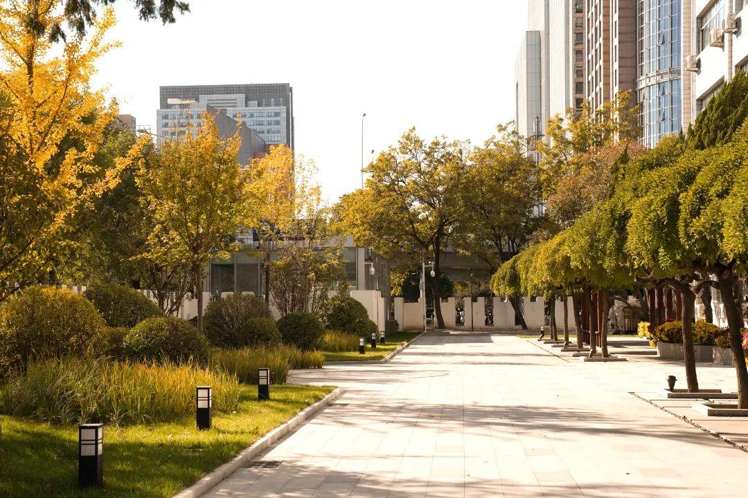 蒲黄榆校区↓↓↓虽然已过立冬但校园里的秋色正好趁着黄叶未落秋日未