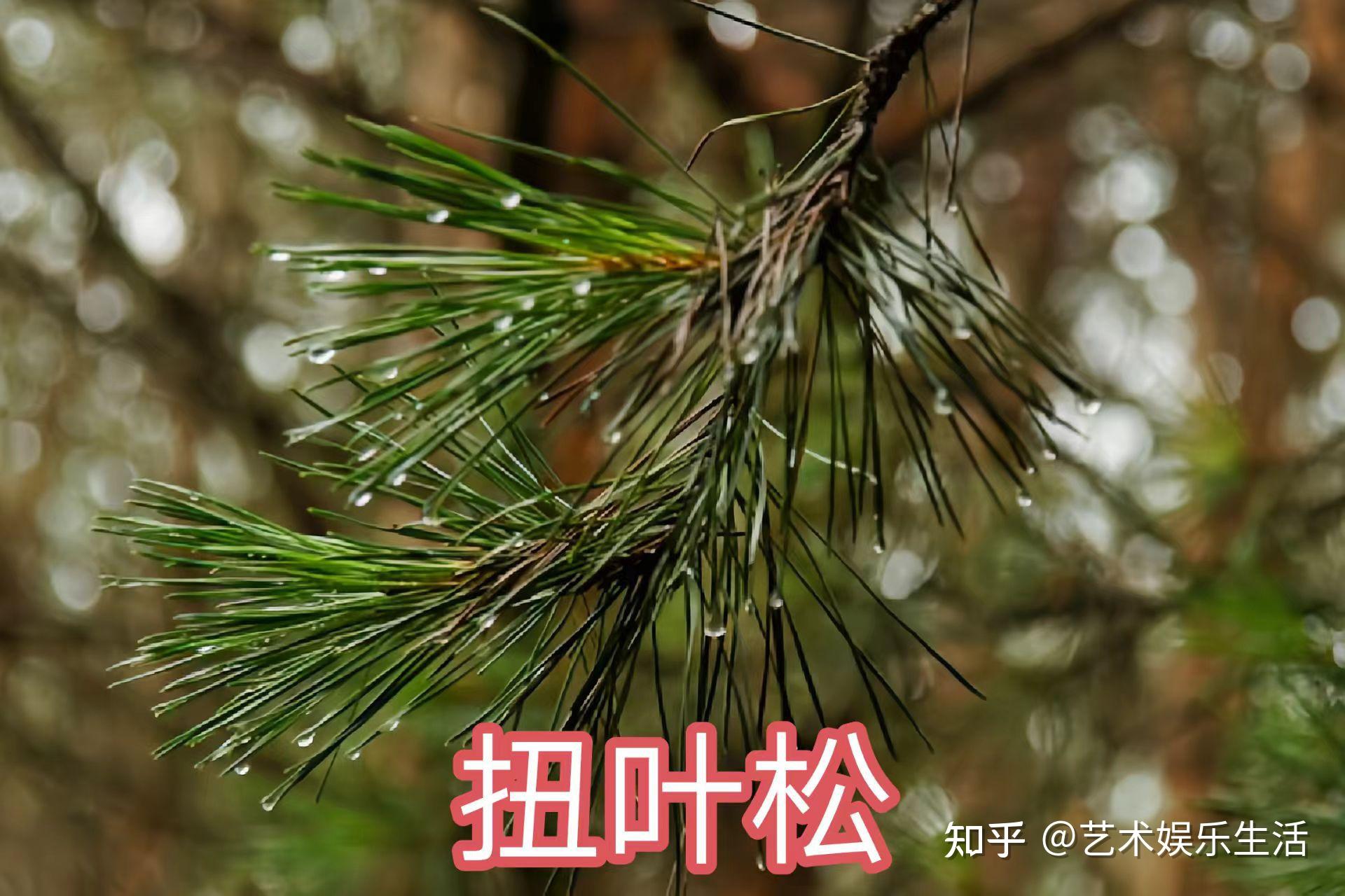 215种松科植物,最长寿的狐尾松已经活了4800岁 - 知乎