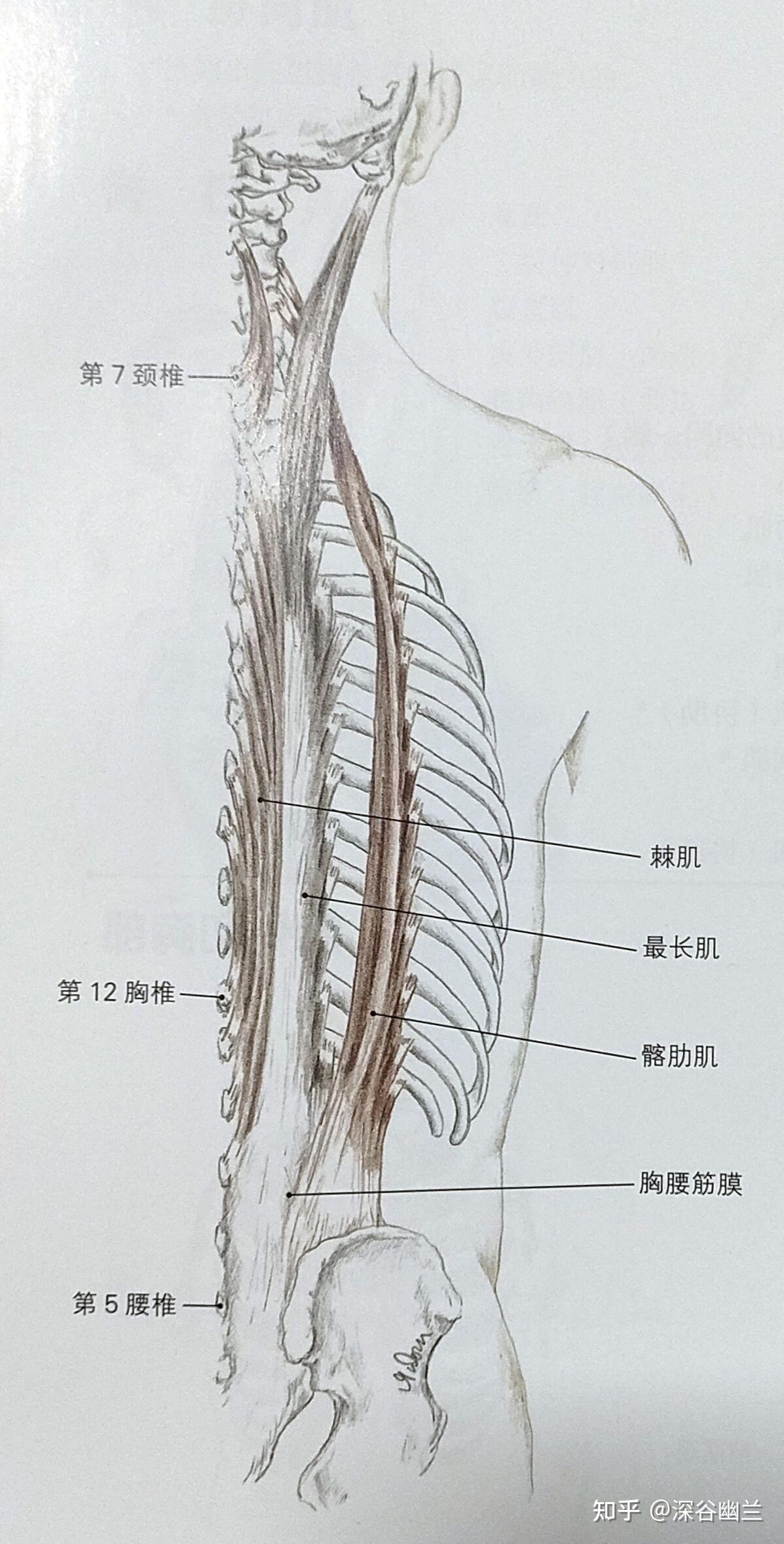 骨内侧缘处有斜方肌横部