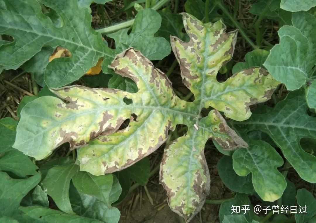 郑氏化工小课堂结瓜期谨防西瓜蔓枯病