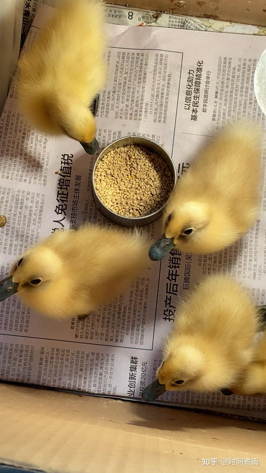 疫情在家孵化的小鸭子好可爱