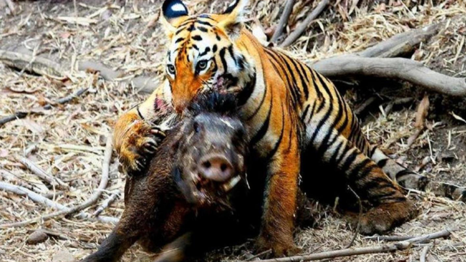 几十只野猪吃的正欢只听砰的一声猪群全军覆没