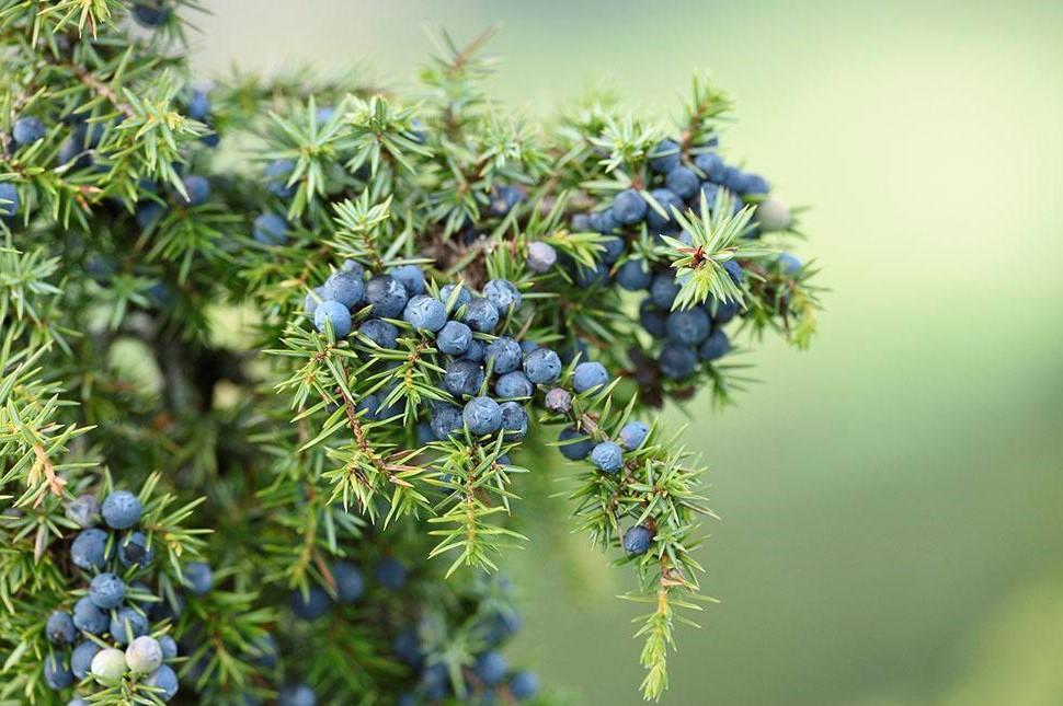 精油分享| 杜松Juniper - 知乎