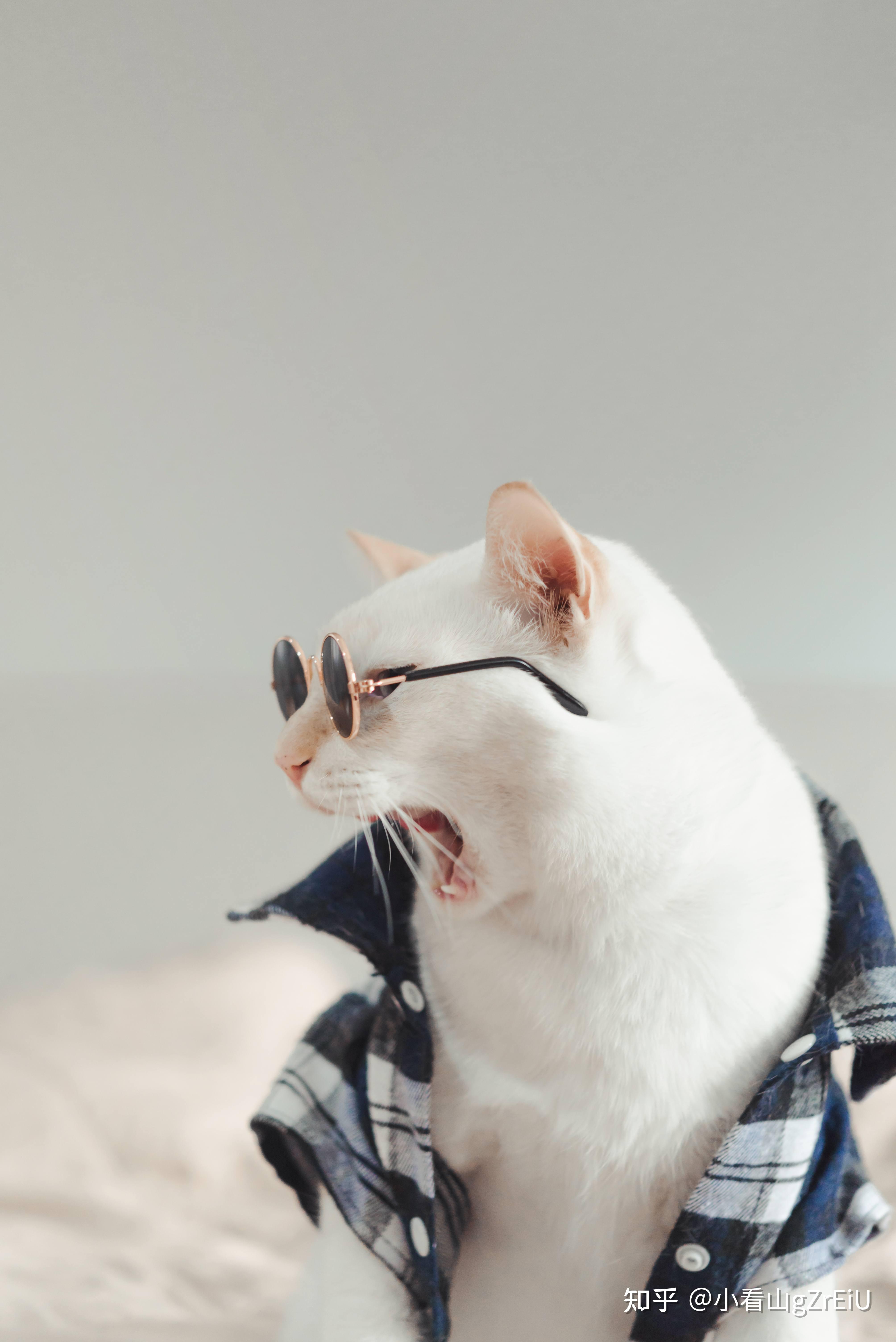 布偶猫的毛打结成团,梳开又断——艾吉爪Aegipaw谈长毛猫的毛鳞片损伤与修复 - 知乎