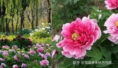 牡丹花的功效是什么 v2-a80d6335dcf2cc2dbc9c13cbc8c95edb_r.jpg