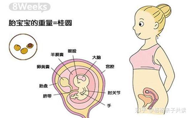 几个月可以看到怀了几个宝宝 v2-a812bfe6e16358fa833b78099708cf9f_r.jpg