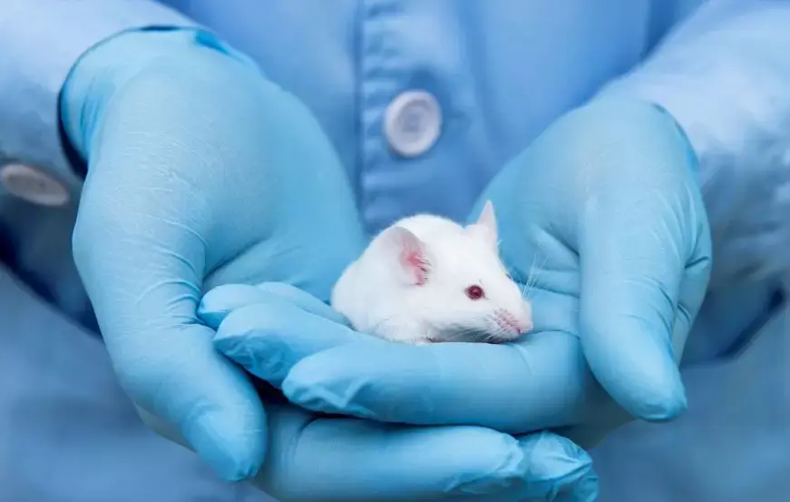 科学家在克隆实验鼠和牛的实验中发现,决定细胞寿命的一种关键物质