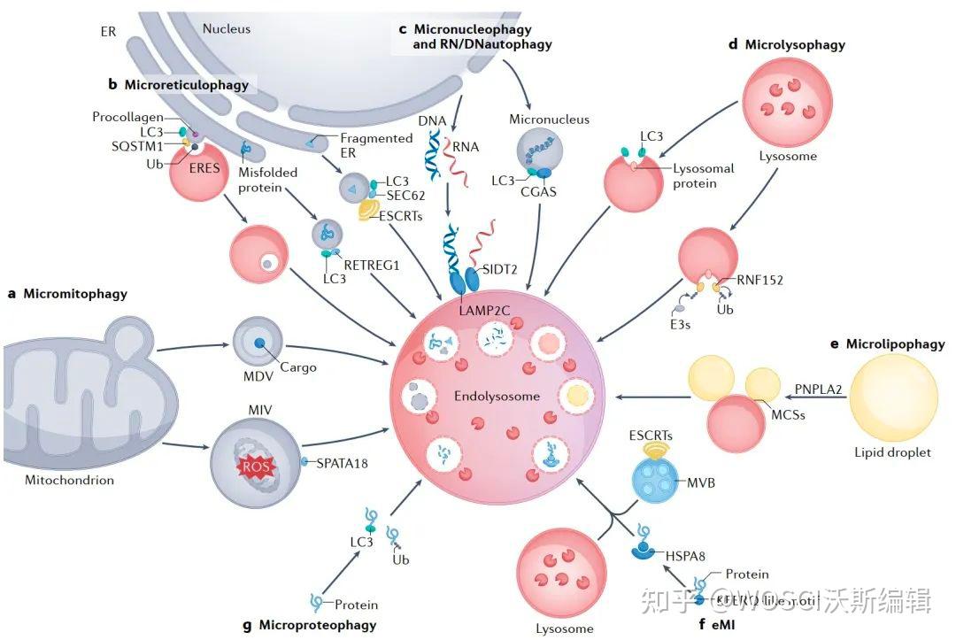 Nature综述 (IF=94) | 湖南大学全面汇总微自噬的研究进展，为微自噬相关疾病治疗提供重要参考 - 知乎