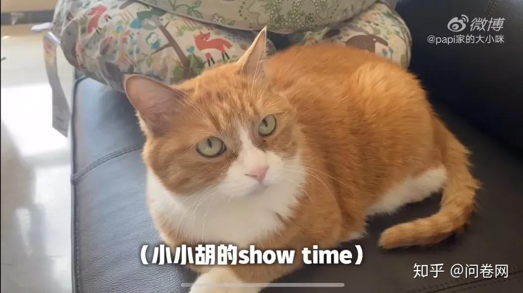 papi酱生孩子随夫姓被骂上热搜她错了吗