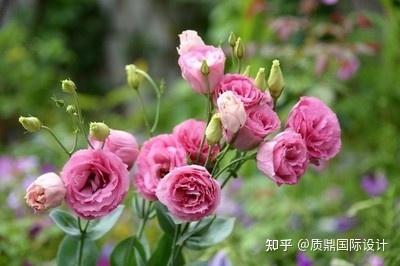 十种适合阳台种的花 用来点缀新家 知乎