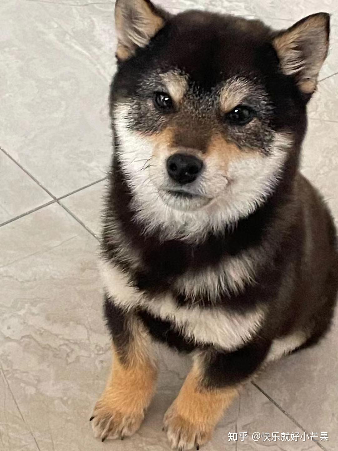 养两只柴犬的体验黑柴赤柴完美小家庭