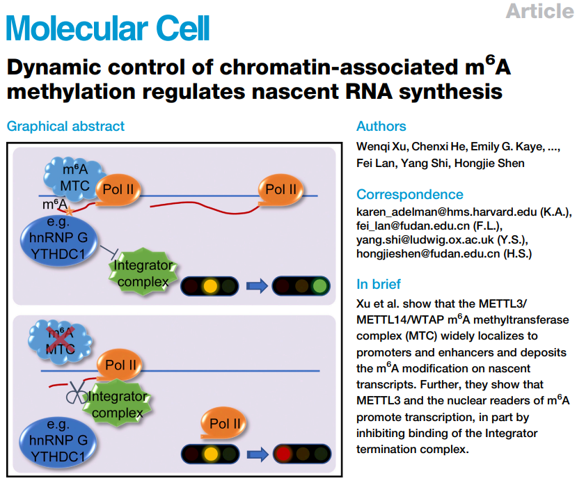 学术助力 | M6A甲基化的动态调控调节新生RNA合成 - 知乎