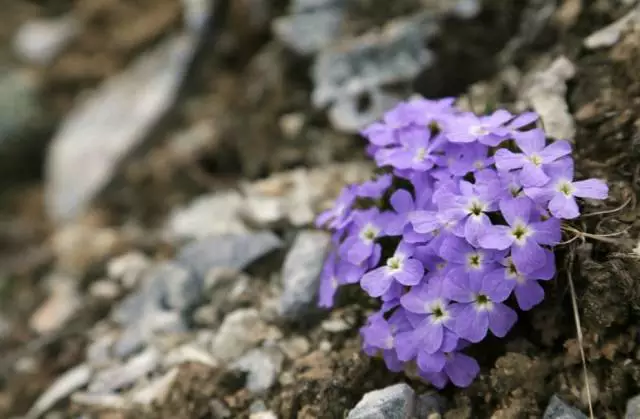 许巍歌中的"蓝莲花",就怒放在青藏高原的后花园.