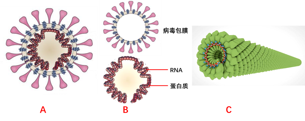 冠狀病毒的名字與它的結構密切相關,其遺傳物質是單鏈的rna.