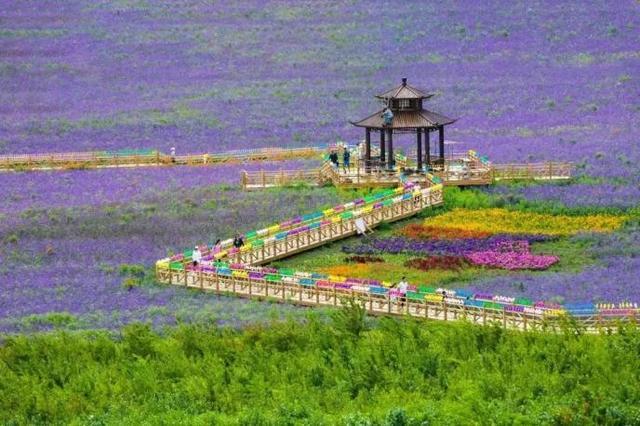 (突泉县曙光花海(科右中旗五角枫生态旅游景区)